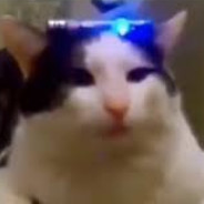 avatar NANKÖR KEDİ