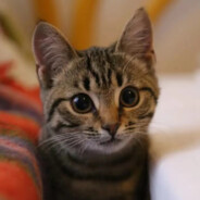 性感爆浆母蟑螂在线乳液狂飙