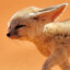 Fennecsou