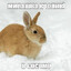 милашка кролик