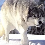 lone wolf - steam id 76561197970944631