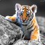 Mały Tygrys Bengalski