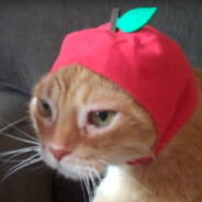 appl