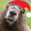 Mister_Beaver