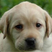 Anaxander - steam id 76561197970973373