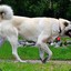 Kangal