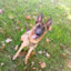 TTV TMP_Malinois