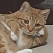 少看点二次元吧你