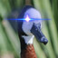 a regular duck