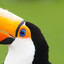 Parot