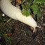 WhiteSluG