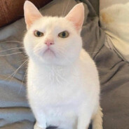 Третий котичек avatar