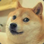 ☣™® Sr.DOGE (ﾉ◕ヮ◕)