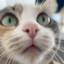 Molody