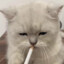 你怀里的猫