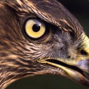 Im LEGENDARY EAGLE plyr