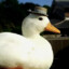 ghostduck788