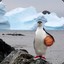 ice cold penguin
