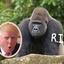 harambe drumph