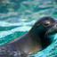 sealions660