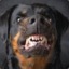 [Rottweiler]