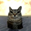 Kiticat