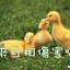 JediDuck