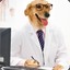 Dr Dog