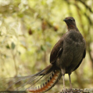 Lyrebird7684204