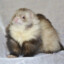 Common Ferret Enjoyer (CFE)