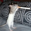 just a rat