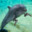 Dolphin On DMT