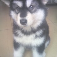 丶月光光照地棠