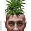 tjalder_torsten123