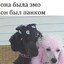 QWIZ