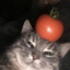 Italian Cat with a tomato.