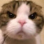 結城さくな