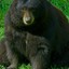 Black Bear