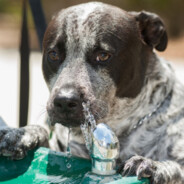 DOG WATER