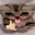 whimpering catboy