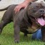 American Bully