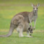 Kangaroo_101