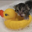 Duck1140