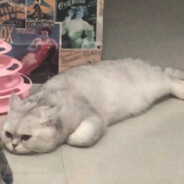 littlebearsister1209