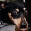 GretaPig