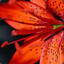 The Powerful Flower