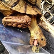 StonedTurtle