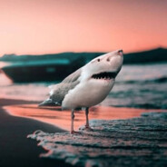 sharkbrid