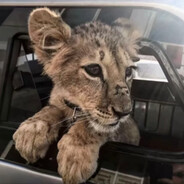 小猪大王