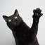 Gato Preto